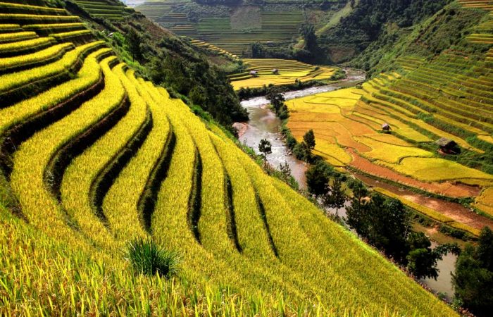sapa rizières en terrasse Vietnam