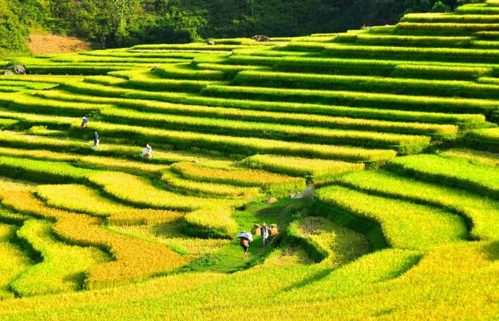 La réserve naturelle Puluong